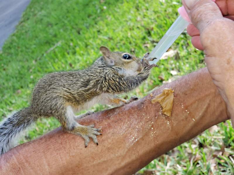 A baby squirrel perched on a man's forearm, drinking from a small feeding syringe.