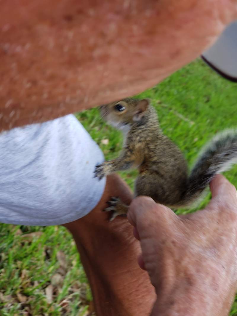 A baby squirrel clinging to a man's hand above the grass.