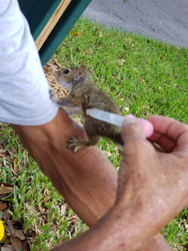 Close-up of a baby squirrel being fed from a syringe, holding on to a man's arm.
