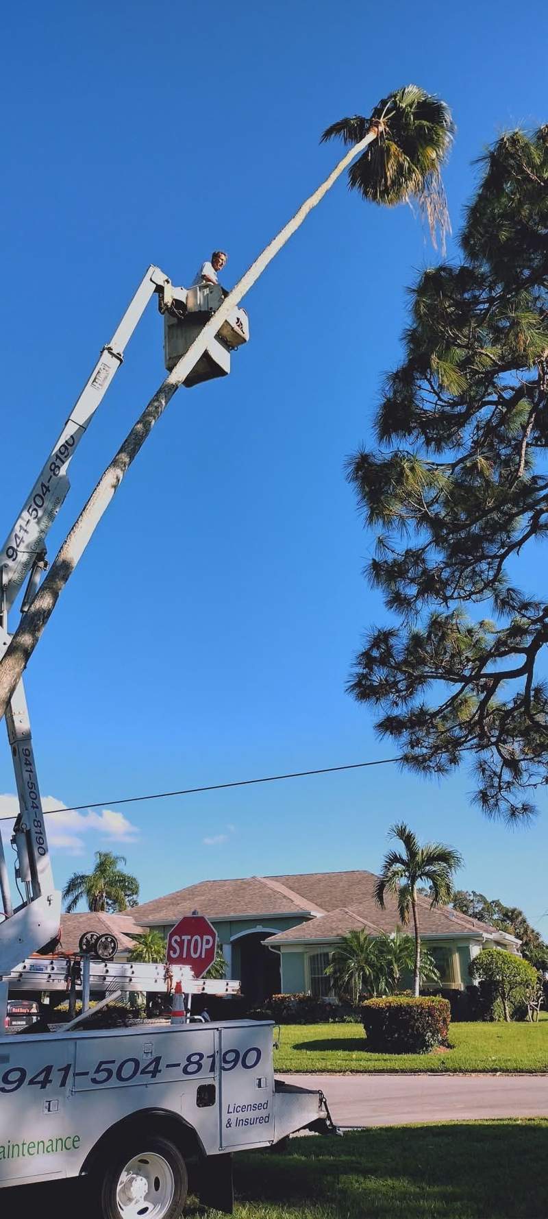 Crew member in the bucket at the top of a tall palm, the truck's phone number visible at the bottom of the frame.