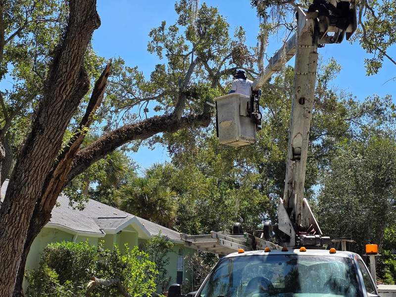 Crew member in the bucket, high in the oak, cutting out the split limb beside the house.