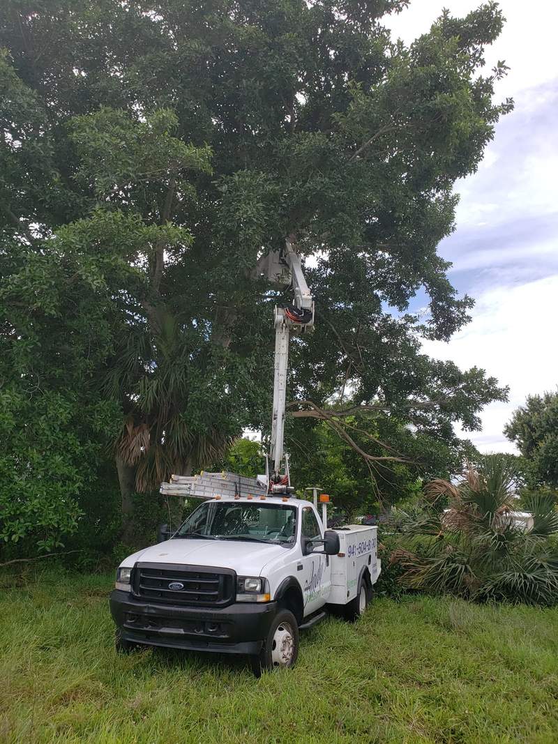 Bucket truck parked in tall grass with its boom raised up into the canopy of a big shade tree.