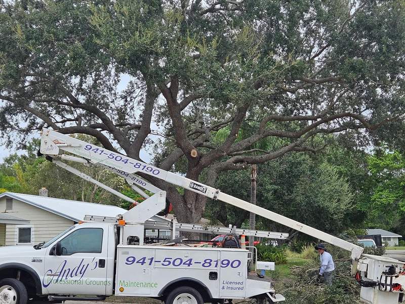 Andy's PGM bucket truck, lettered 941-504-8190 and Licensed & Insured, working under a large oak while a crew member gathers cut branches.