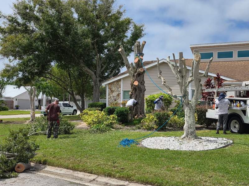 Crew cutting two front-yard trees back to the trunk with ropes rigged, the bucket truck parked at the curb.