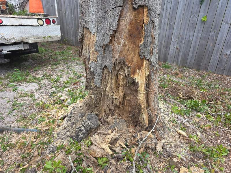 Base of a tree trunk with bark falling away and soft, decayed wood showing.