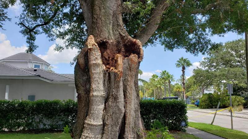 Close view of a large tree trunk rotted hollow and split open, with caution tape strung behind it.