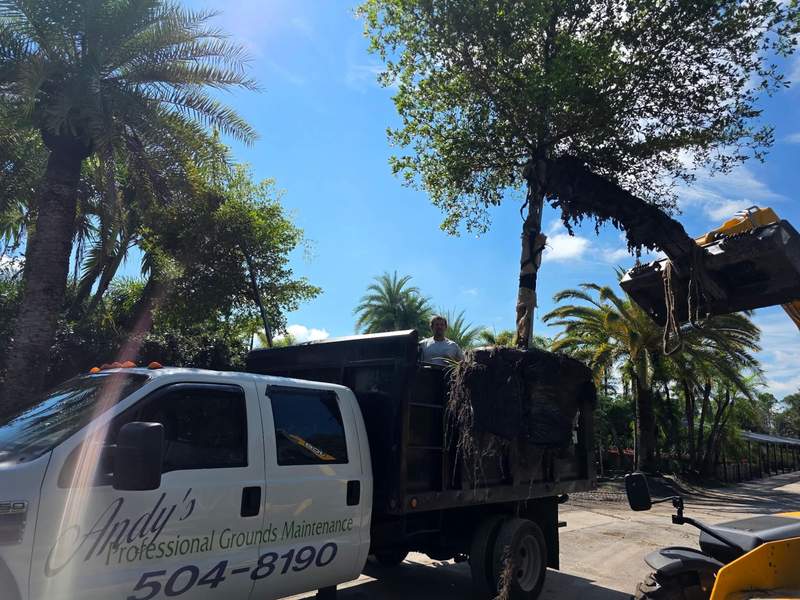 Loader lifting a whole tree, roots and all, into an Andy's PGM dump truck while a crew member stands in the bed.