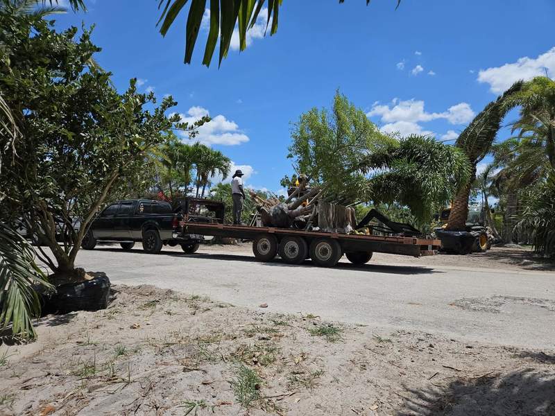 Crew member standing on a long flatbed trailer loaded with palms and trees.