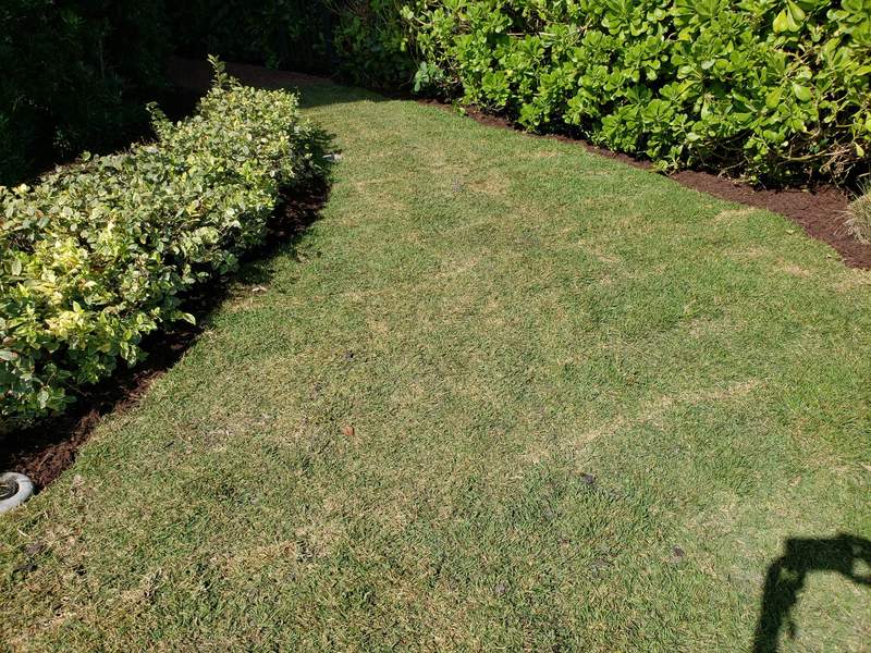 Fresh sod laid in a curving strip between two trimmed hedges, with clean mulched edges.