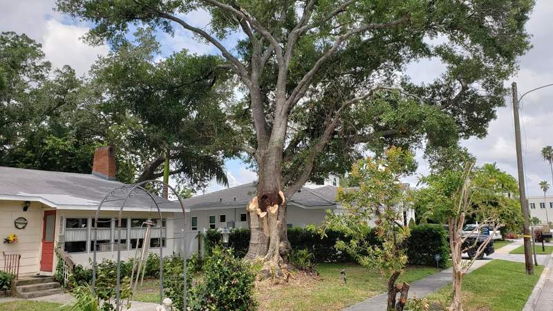 Large oak in a front yard with a limb torn away near the trunk, homes along the street on either side.