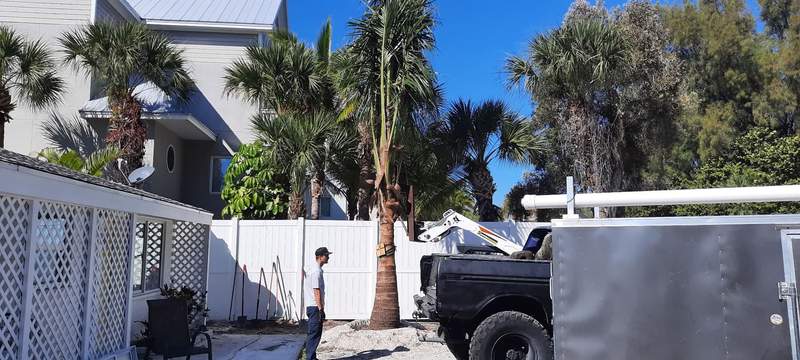 Crew member standing by a tall palm, with a work truck and trailer pulled into a backyard surrounded by white vinyl fence.