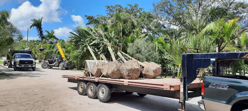 Long flatbed trailer loaded with large palms, root balls and all, with work trucks parked behind.