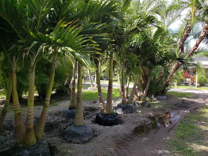 Clusters of multi-trunk palms newly set in the ground along a dirt work path, root balls still wrapped.