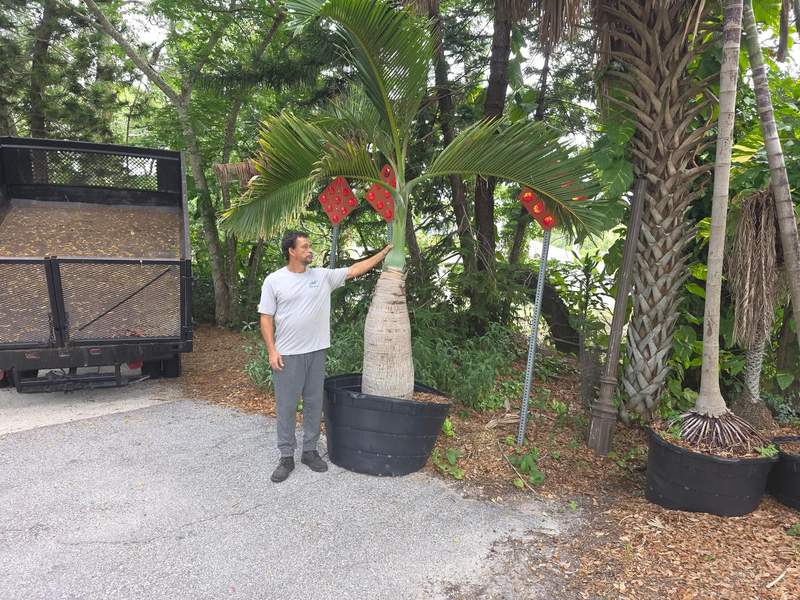 Crew member with a hand on a potted palm with red seed clusters, beside a shady landscape bed and a loaded truck.