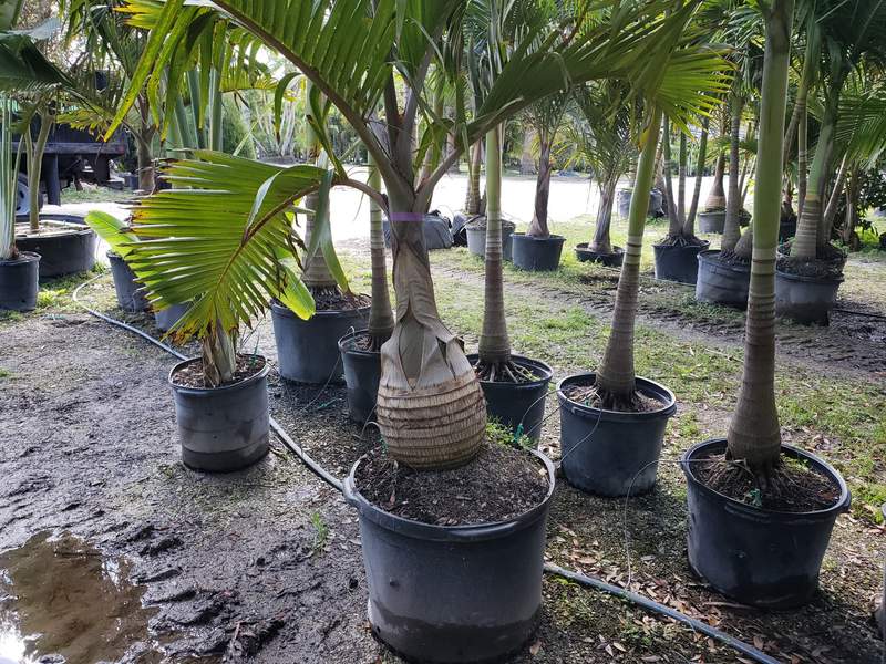 A bottle palm and several other palms in large nursery pots lined up on a job site.