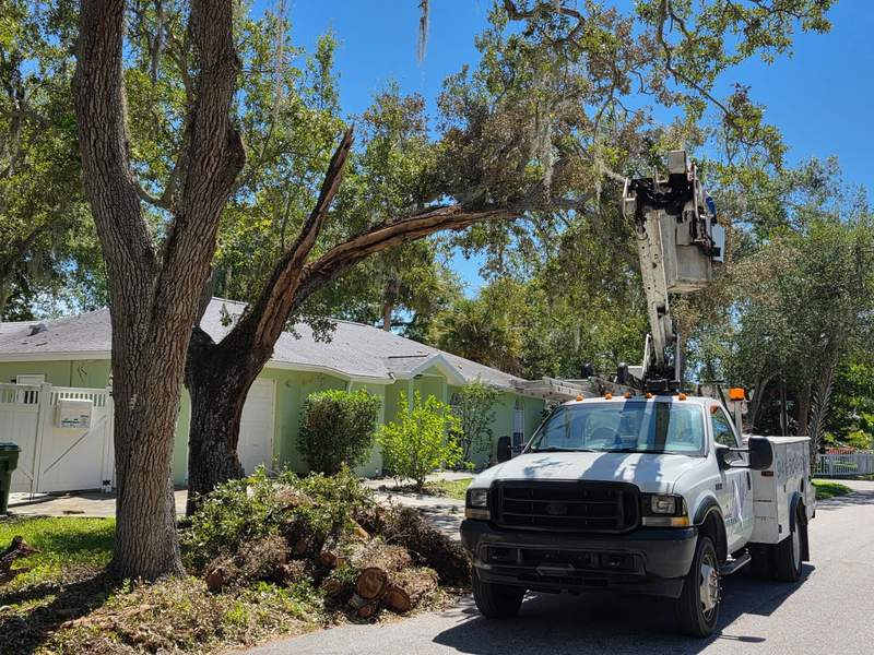 Large oak beside a house with one limb split open and hanging, the bucket truck parked at the curb and cut brush piled by the street.