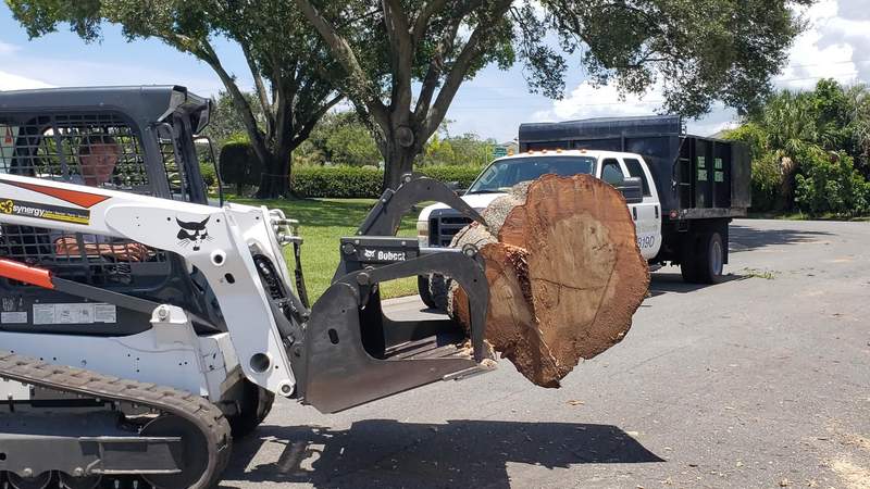 Compact track loader carrying a large log round in its grapple toward a waiting dump truck.