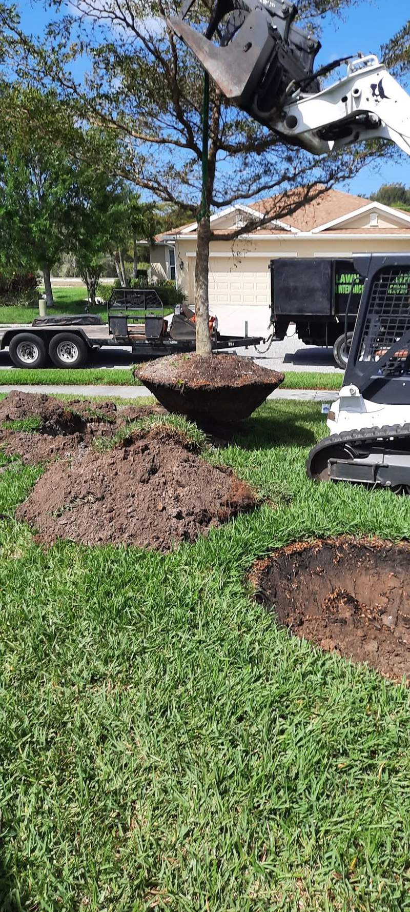 Track loader holding a young tree by its root ball above a lawn with several freshly dug planting holes.