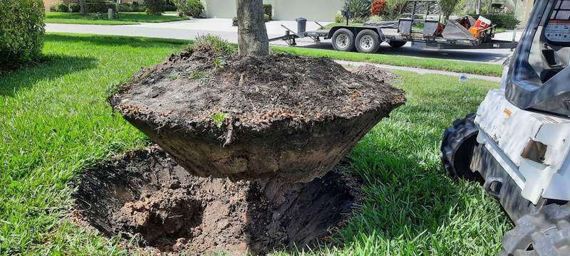 Young tree with a large, intact root ball held by a track loader just above a freshly dug hole in a lawn.