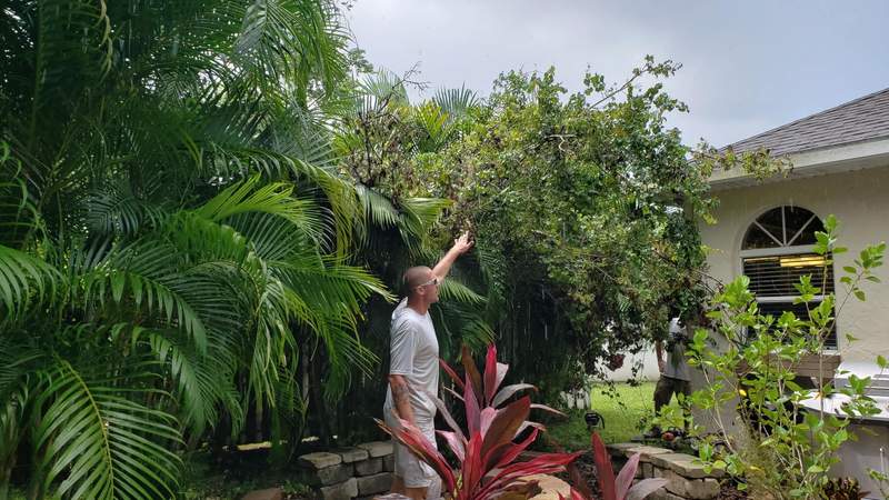 Man pointing up into an overgrown tree beside a home, showing which limbs need to come off.